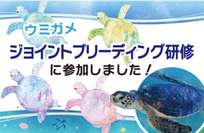 【ニュースサムネ】ウミガメ研修
