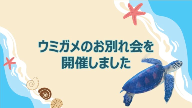 ウミガメお別れ会を開催しました🐢🪸 - 【公式】株式会社