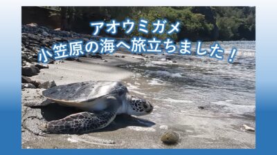 ウミガメ放流