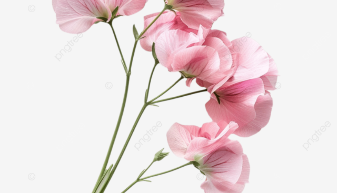 pngtree-sweet-pea-light-pink-flower-png-image_13116704
