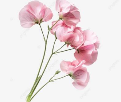 pngtree-sweet-pea-light-pink-flower-png-image_13116704