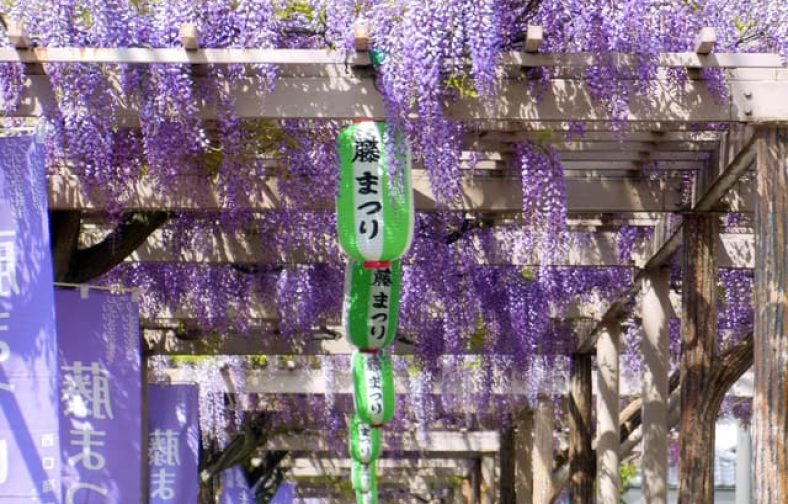 春日部藤まつり